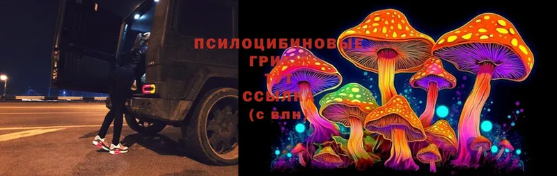 кракен как войти  Амурск  Псилоцибиновые грибы Magic Shrooms  где купить наркоту 